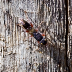 Megalyra sp. (genus) at The Pinnacle - 23 Jan 2024