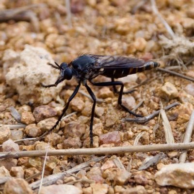 Apothechyla sp. (genus) (Robber fly) at The Pinnacle - 23 Jan 2024 by KorinneM