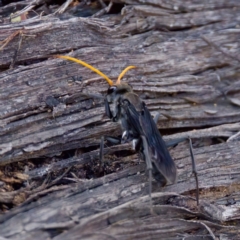 Fabriogenia sp. (genus) (Spider wasp) at Hawker, ACT - 23 Jan 2024 by KorinneM