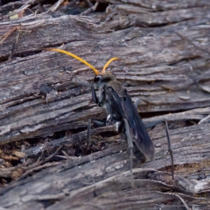 Fabriogenia sp. (genus) at The Pinnacle - 23 Jan 2024