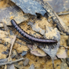 Unidentified Millipede (Diplopoda) at Murramarang National Park - 24 Jan 2024 by Csteele4