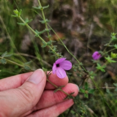 Tetratheca thymifolia (Black-eyed Susan) at Monga National Park - 24 Jan 2024 by Csteele4