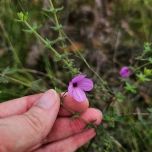 Tetratheca thymifolia at Monga National Park - 24 Jan 2024