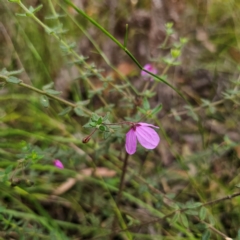 Tetratheca thymifolia at Monga National Park - 24 Jan 2024 07:03 PM