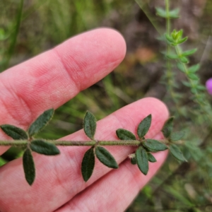 Tetratheca thymifolia at Monga National Park - 24 Jan 2024