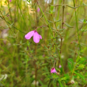 Tetratheca thymifolia at Monga National Park - 24 Jan 2024