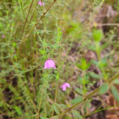 Tetratheca thymifolia at Monga National Park - 24 Jan 2024 07:03 PM