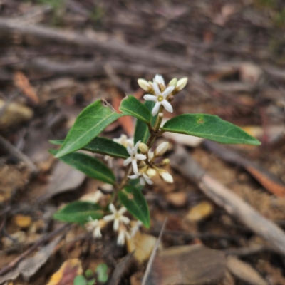 Marsdenia suaveolens (Scented Marsdenia) at Buckenbowra, NSW - 24 Jan 2024 by Csteele4