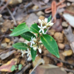 Marsdenia suaveolens at Monga National Park - 24 Jan 2024 07:24 PM