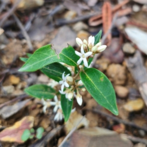 Marsdenia suaveolens at Monga National Park - 24 Jan 2024 07:24 PM