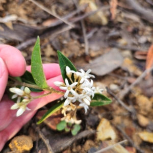 Marsdenia suaveolens at Monga National Park - 24 Jan 2024 07:24 PM