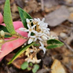 Marsdenia suaveolens at Monga National Park - 24 Jan 2024 07:24 PM