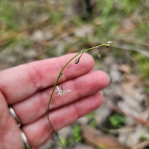 Arthropodium glareosorum at Murramarang National Park - 24 Jan 2024 03:04 PM