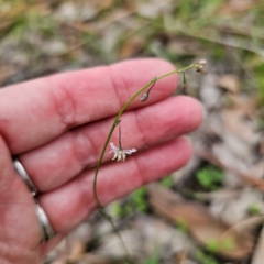 Arthropodium glareosorum at Murramarang National Park - 24 Jan 2024 03:04 PM