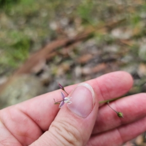 Arthropodium glareosorum at Murramarang National Park - 24 Jan 2024 03:04 PM