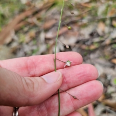 Arthropodium glareosorum at Murramarang National Park - 24 Jan 2024 03:04 PM