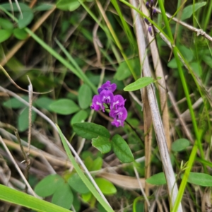 Glycine tabacina at Murramarang National Park - 24 Jan 2024