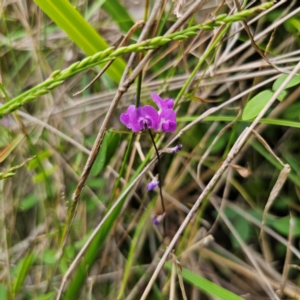 Glycine tabacina at Murramarang National Park - 24 Jan 2024