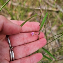 Polymeria calycina (Slender Bindweed) at East Lynne, NSW - 24 Jan 2024 by Csteele4