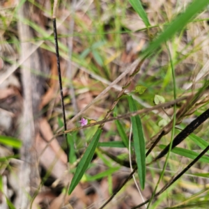 Polymeria calycina at Murramarang National Park - 24 Jan 2024