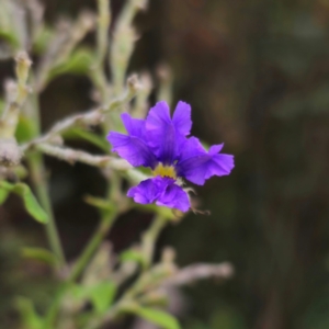 Dampiera purpurea at Monga National Park - 24 Jan 2024