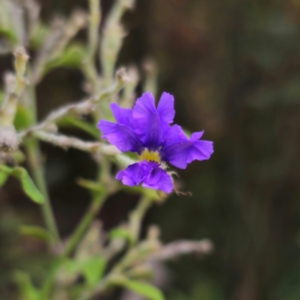 Dampiera purpurea at Monga National Park - 24 Jan 2024 07:05 PM