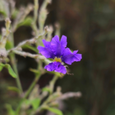 Dampiera purpurea (Purple Dampiera) at Buckenbowra, NSW - 24 Jan 2024 by Csteele4