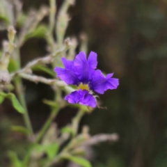 Dampiera purpurea (Purple Dampiera) at Monga National Park - 24 Jan 2024 by Csteele4