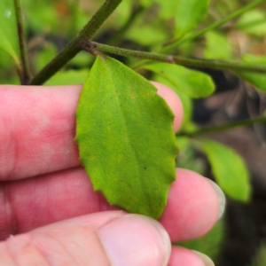 Dampiera purpurea at Monga National Park - 24 Jan 2024