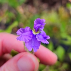 Dampiera purpurea at Monga National Park - 24 Jan 2024