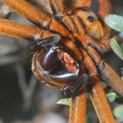 Neosparassus patellatus (Tasmanian Badge Huntsman) at Kosciuszko National Park - 20 Jan 2024 by Harrisi