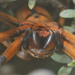 Neosparassus patellatus at Kosciuszko National Park - 20 Jan 2024