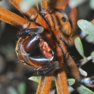 Neosparassus patellatus at Kosciuszko National Park - 20 Jan 2024