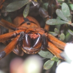 Neosparassus patellatus at Kosciuszko National Park - 20 Jan 2024