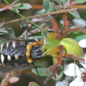 Neosparassus patellatus at Kosciuszko National Park - 20 Jan 2024