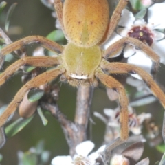 Neosparassus patellatus at Kosciuszko National Park - 20 Jan 2024