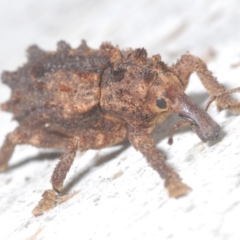 Aromagis sp. (genus) (Weevil) at Wilsons Valley, NSW - 20 Jan 2024 by Harrisi