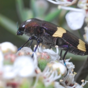 Castiarina vicina at Berridale, NSW - suppressed