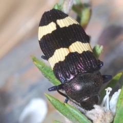 Castiarina vicina at Berridale, NSW - suppressed