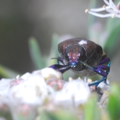 Castiarina vicina at Berridale, NSW - suppressed