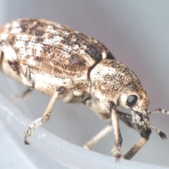 Rhinaria sp. (genus) (Unidentified Rhinaria weevil) at Lower Cotter Catchment - 21 Jan 2024 by Harrisi