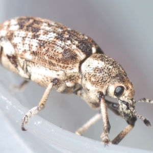 Rhinaria sp. (genus) at Lower Cotter Catchment - 21 Jan 2024 11:32 PM