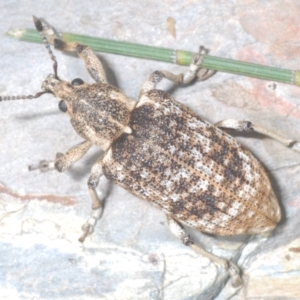 Rhinaria sp. (genus) at Lower Cotter Catchment - 21 Jan 2024