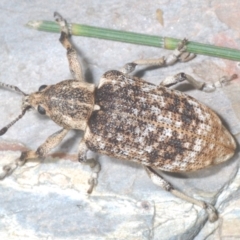 Rhinaria sp. (genus) at Lower Cotter Catchment - 21 Jan 2024 11:32 PM