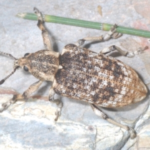 Rhinaria sp. (genus) at Lower Cotter Catchment - 21 Jan 2024