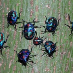 Tectocoris diophthalmus (Cotton harlequin bug) at Brisbane City, QLD - 23 Jan 2024 by TimL