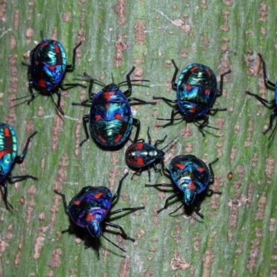 Tectocoris diophthalmus (Cotton harlequin bug) at Brisbane City, QLD - 23 Jan 2024 by TimL