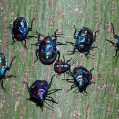 Scutiphora pedicellata at Brisbane City, QLD - 23 Jan 2024 by TimL