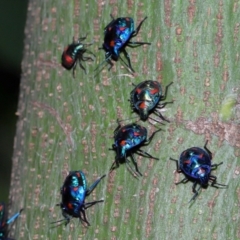 Tectocoris diophthalmus at Brisbane City, QLD - 23 Jan 2024 11:22 AM