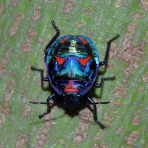 Tectocoris diophthalmus at Brisbane City, QLD - 23 Jan 2024 11:22 AM